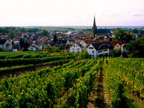 Grainhubel vineyard at Deidesheim Pfalz   Mariengarten Grosslage