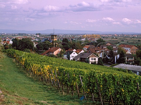 View over the Grainhubel vineyard to Deidesheim and   the tower of Weingut Herbert Giessen   Pfalz Germany