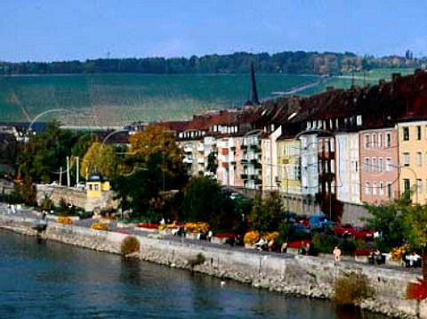 Stein vineyard and river Main in Wurzburg             Franken