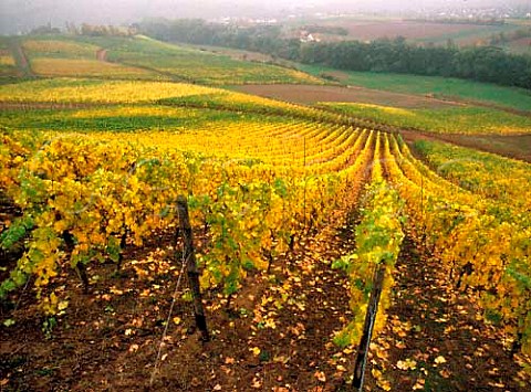 Autumnal vineyards above Hargesheim just north of   Bad Kreuznach  Germany  Nahe