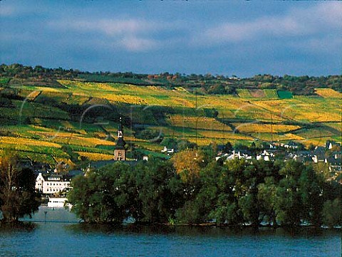 Klosterlay vineyard above Rdesheim and the Rhine   Germany  Rheingau