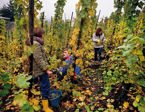 Picking Riesling grapes in the Krauterhaus vineyard TrabenTrarbach Germany     Mosel