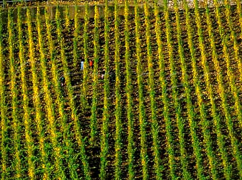 Harvesting in Hubertuslay vineyard above Kinheim    Germany  Mosel