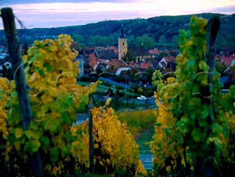 Vineyards above Sommerhausen south of Wurzburg   Germany    Franken