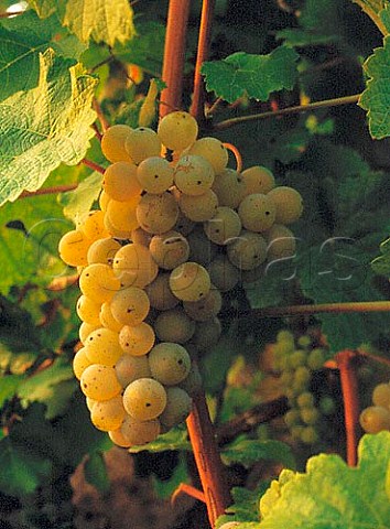 Kerner grapes