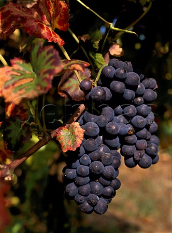 Pinot Meunier grapes Schwarzriesling