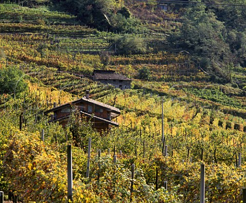 Vineyards near Pergine Valsugana Trentino Italy  DOC Casteller