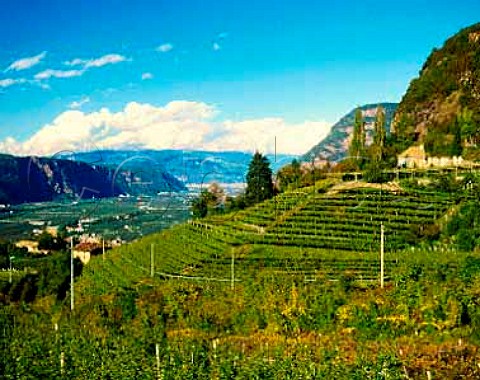 Vineyard on the east side of the Adige valley above   the village of Ora south of Bolzano Alto Adige   Italy DOC Caldaro  Kalterer