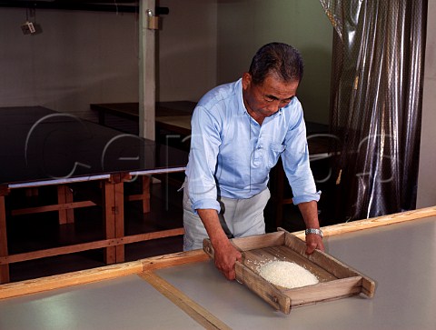 Mixing yeast koji with the boiled rice prior to   the first fermentation   Takahashi Sake Brewery Nagaoka Japan