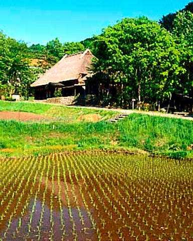 Rice field in front of a traditional mid 18thcentury style farmhouse rebuilt at Michinoku Folklore Village near Kitakami Iwate Prefecture   Japan