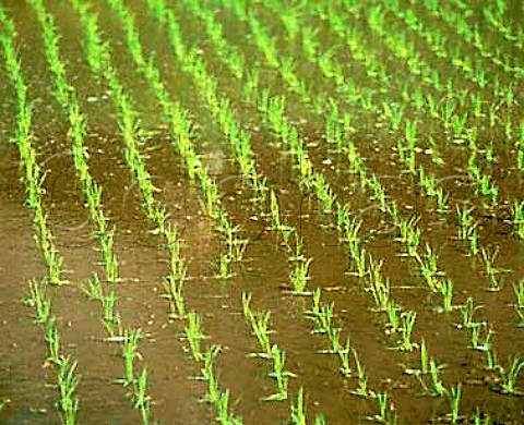 Newly planted rice field at Kitakami Iwate   Prefecture Japan