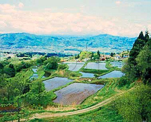 Rice fields in Niigata Prefecture Japan