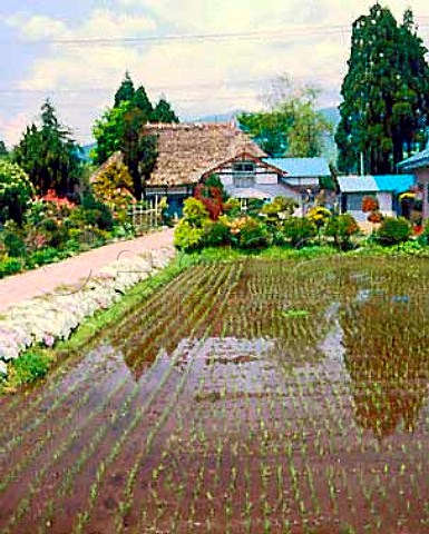 Traditional house with rice field near Tazawako   Lake Akita Prefecture  Northern Japan