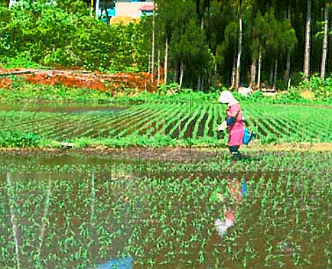 Akita Prefecture Tohoku Northern Japan Farm worker   planting rice by hand