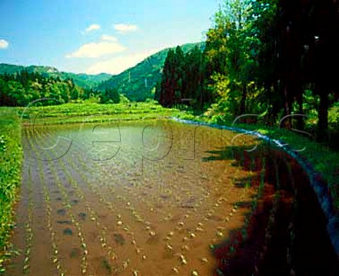 Newly planted rice field near Tazawako Lake  Akita   Prefecture Tohoku Northern Japan