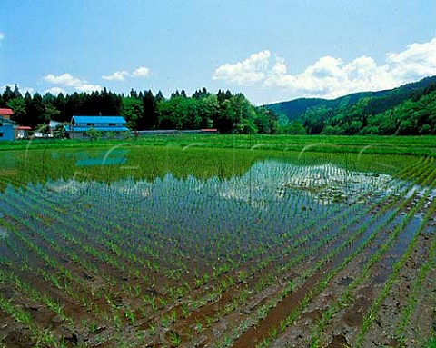 Newly planted rice field near Tazawako Lake  Akita   Prefecture Tohoku Northern Japan