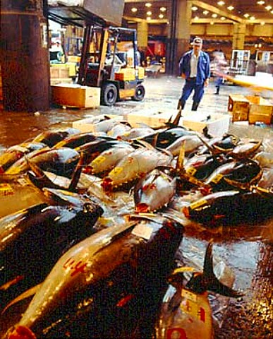 Tuna lined up in the wholesaling area  Tsukiji  Wholesale Market Tokyo