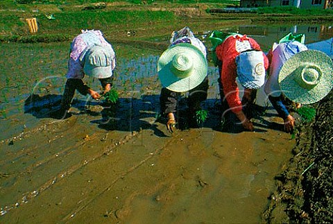 Rice planting Kamiimai Nagano Ken   Japan