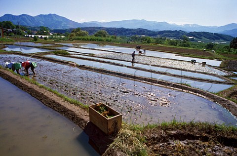 Planting rice in Kamiimai Nagano Ken   Japan