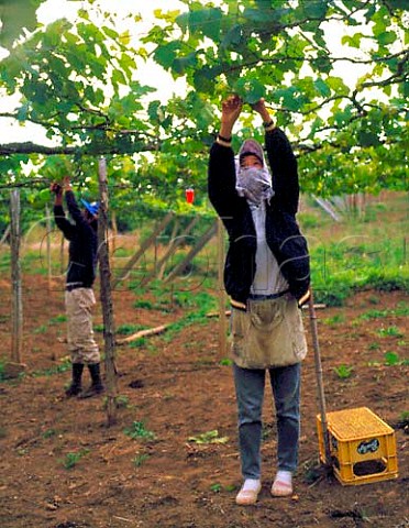 Tending the vines in a Suntory vineyard at Kofu   YamanashiKen Japan