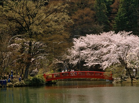 Cherry blossom in Suzaka Park Nagano Prefecture  Japan