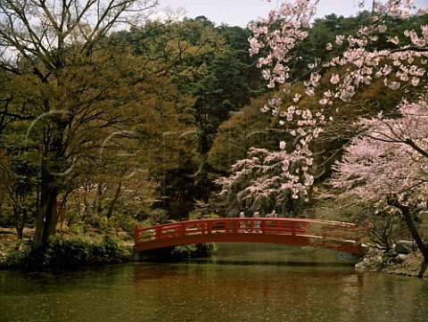 Suzaka Park                Nagano Japan Sakura   Cherry blossom time