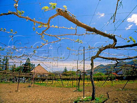 Vineyard trained on overhead pergolas in early   spring  Suzaka NaganoKen Japan