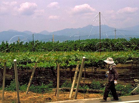 Pergolatrained vineyards of Manns winery Kofu   Yamanashiken Japan