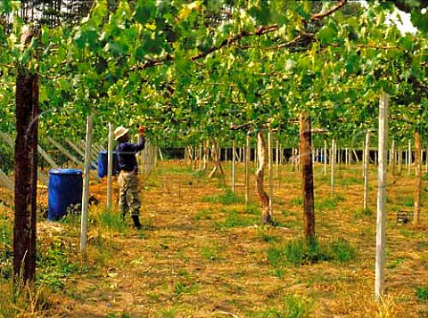 Pergolatrained vineyard owned by Suntory winery at   Shiosaki Yamanashiken Japan