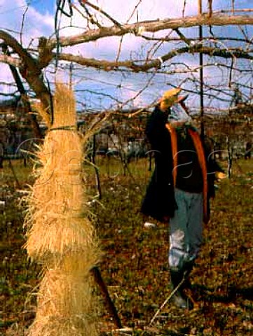 Pruning vineyard in winter   Obuse Nagano Japan