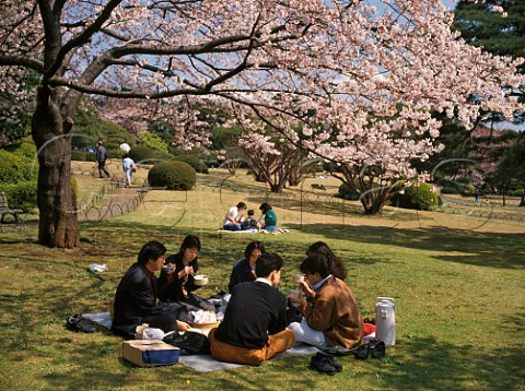 Office workers spending lunchtime in Shinjuku Gyoen   park during Cherry blossom time  Tokyo                Japan