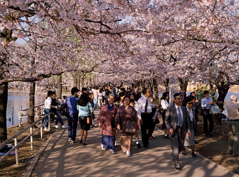 Hanami cherry blossom viewing crowds in Ueno Park Tokyo Japan