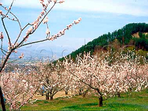 Apricot blossom in April Nagano Prefecture           Japan