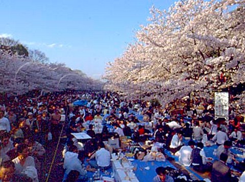 Hanami Cherry blossom viewing parties in   Ueno Park   Tokyo  Japan