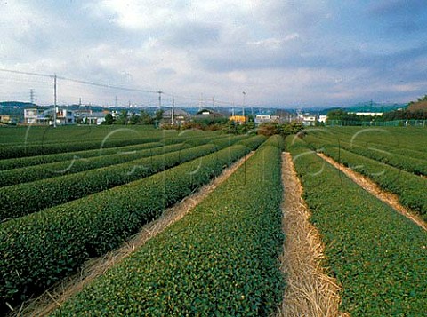 Tea plantation near Fuji              Yamanashi   Prefecture Japan
