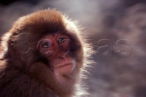 Macaque monkey Shiga Kogen Nagano Prefecture Japan