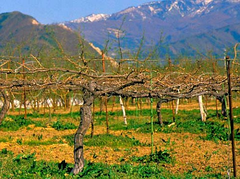 Vineyard trained on overhead pergolas in early   spring Obuse Nagano Ken Japan