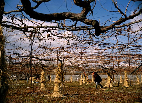 Straw cladding around vines as frost protection in   vineyard at Obuse Nagano Japan