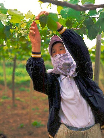 Tyingup vines trained on overhead pergola in   vineyard of Suntory Kofu Yamanashiken Japan