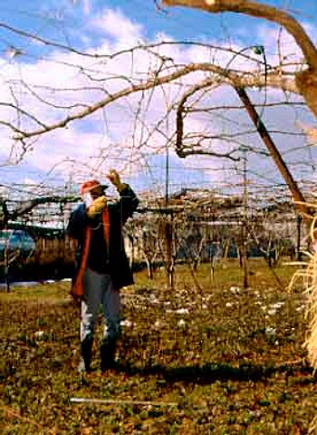 Winter pruning of vines grown on the pergola system   at Obuse Nagano Japan