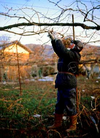 Pruning vines at Obuse Nagano Japan