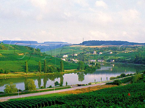 Vineyards on the Moselle River near Mactum in   Luxembourg with Germany on the far side