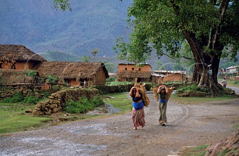 Carrying bundles of wood in Pokhara   Nepal
