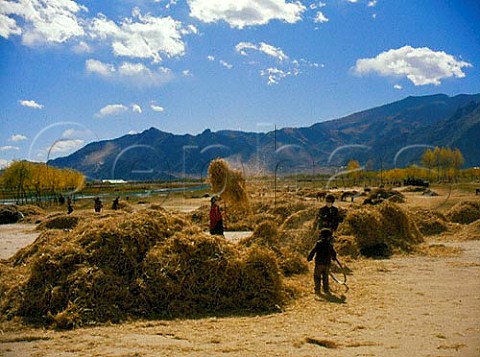 Winnowing corn Lhasa Tibet