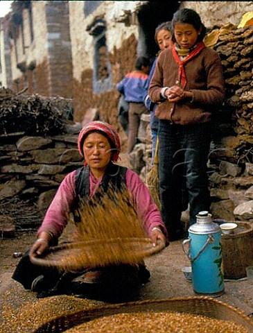 Winnowing roasted barley for making tsampa Nylam   Tibet