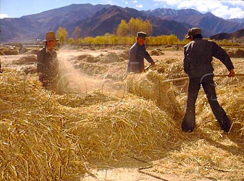 Winnowing wheat Lhasa Tibet