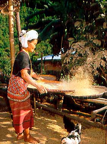 White Karen Tribe woman winnowing rice north of   Chiang Mai Thailand