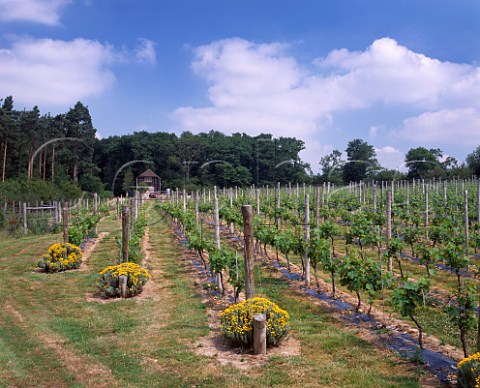 Chanctonbury Vineyard Wiston West Sussex England  