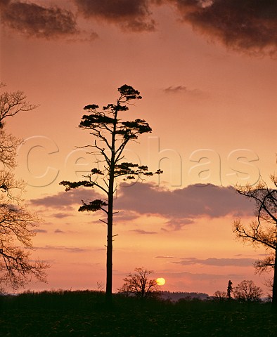 Tree silhouette at Groombridge near Tunbridge   Wells  Kent