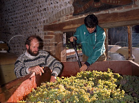 Loading Seyval Blanc grapes into the press at Breaky Bottom winery circa 1990 Rodmell East Sussex England
